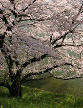 Cerisier japonais