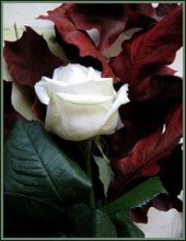 Rose blanche, feuilles séchées