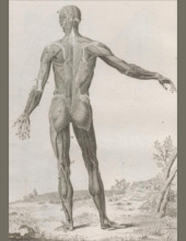 Encyclopédie - Planche « Anatomie, Écorché vu de dos»