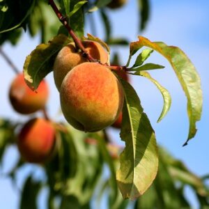 peaches-3529802 1280 350 Pixabay