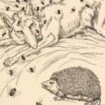 Le renard, les mouches et le hérisson - illustration de Percy J. Billinghurst