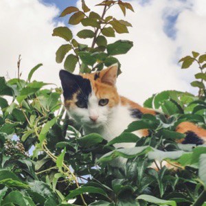 Chat entouré de plantes (photographie de BeŻet)