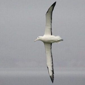 Albatros royal - photographie d'Olivier Paris
