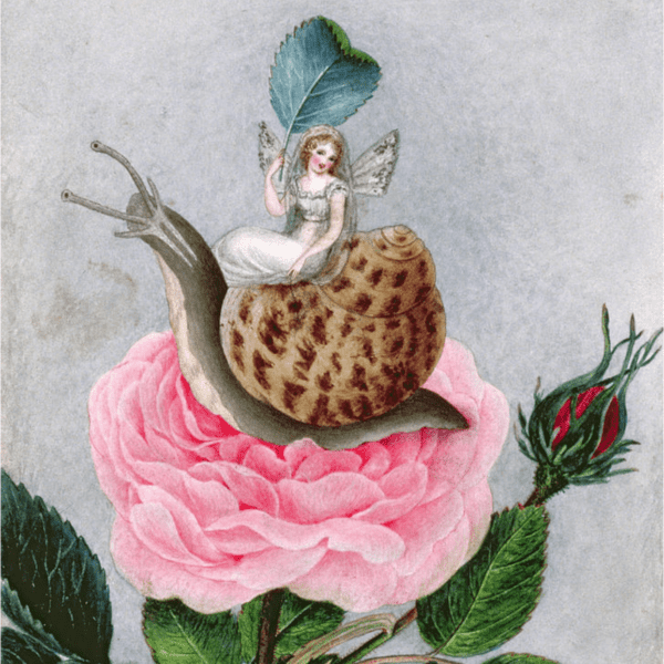 Amelia Murray, Une fée tenant une feuille, assise sur un escargot au-dessus d'une rose (XIXème)