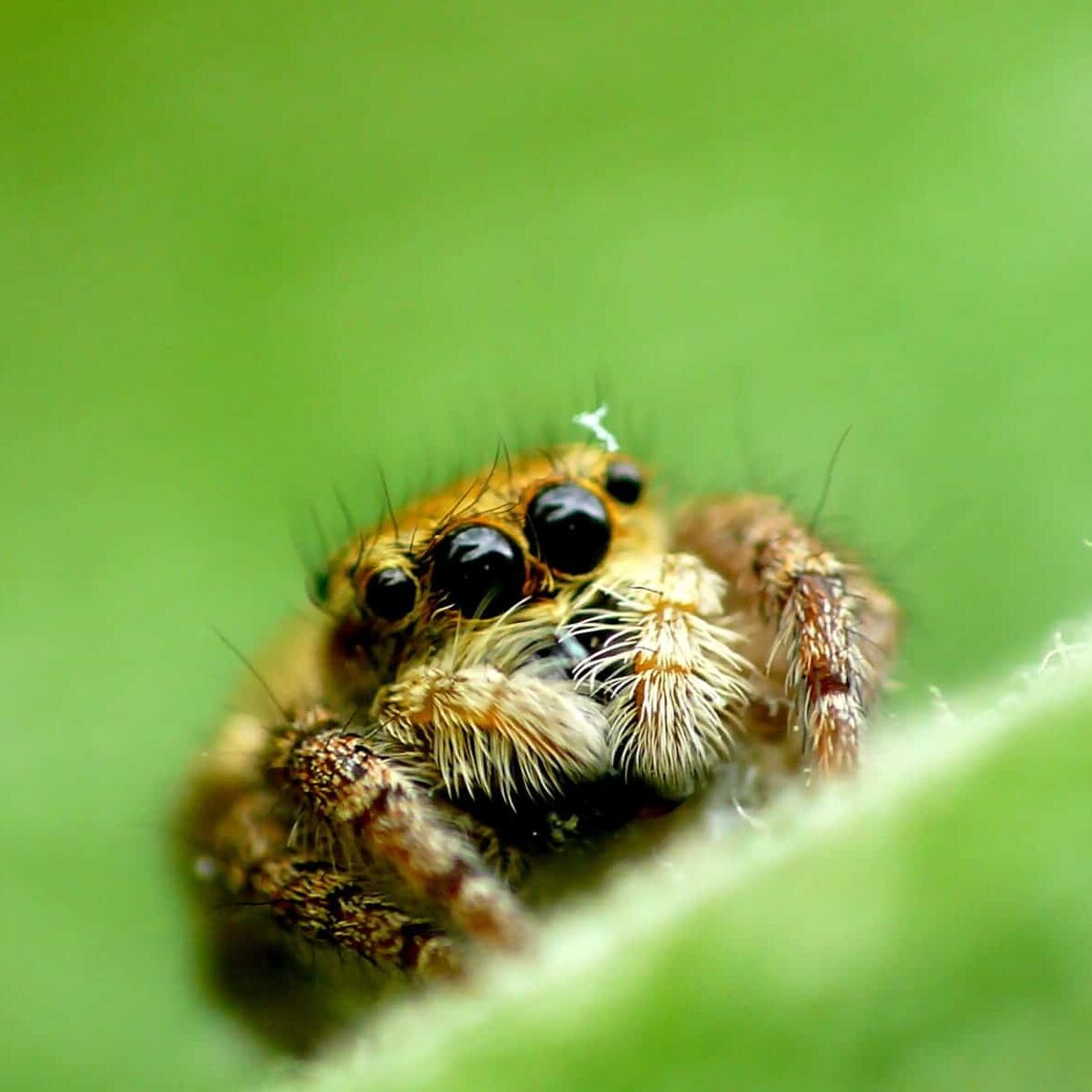 Araignée sauteuse