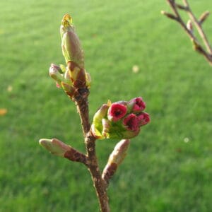 Bourgeons de cerisier (Prunus serrulata 'Kanzan')