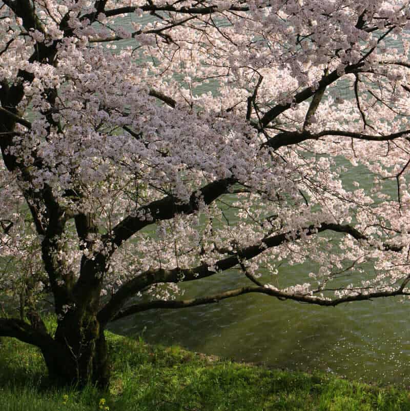 Cerisier japonais