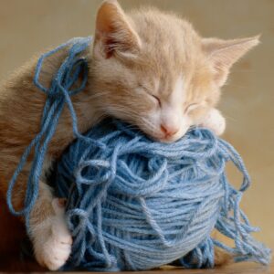 Chat qui dort avec pelote de laine