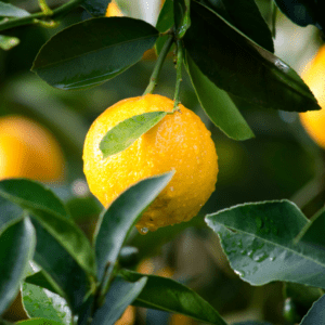 Citrons de Sicile