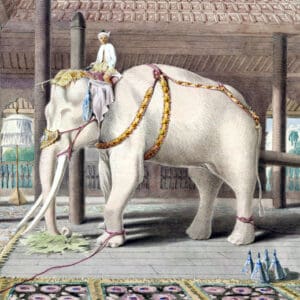 Colesworthy Grant - Lord White Elephant (1855)