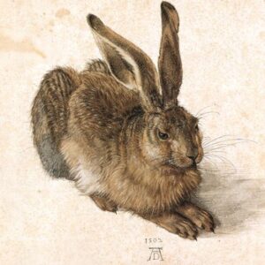 Durer Young Hare