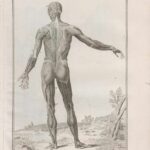 Encyclopédie - Planche « Anatomie, Écorché vu de dos » (1762)