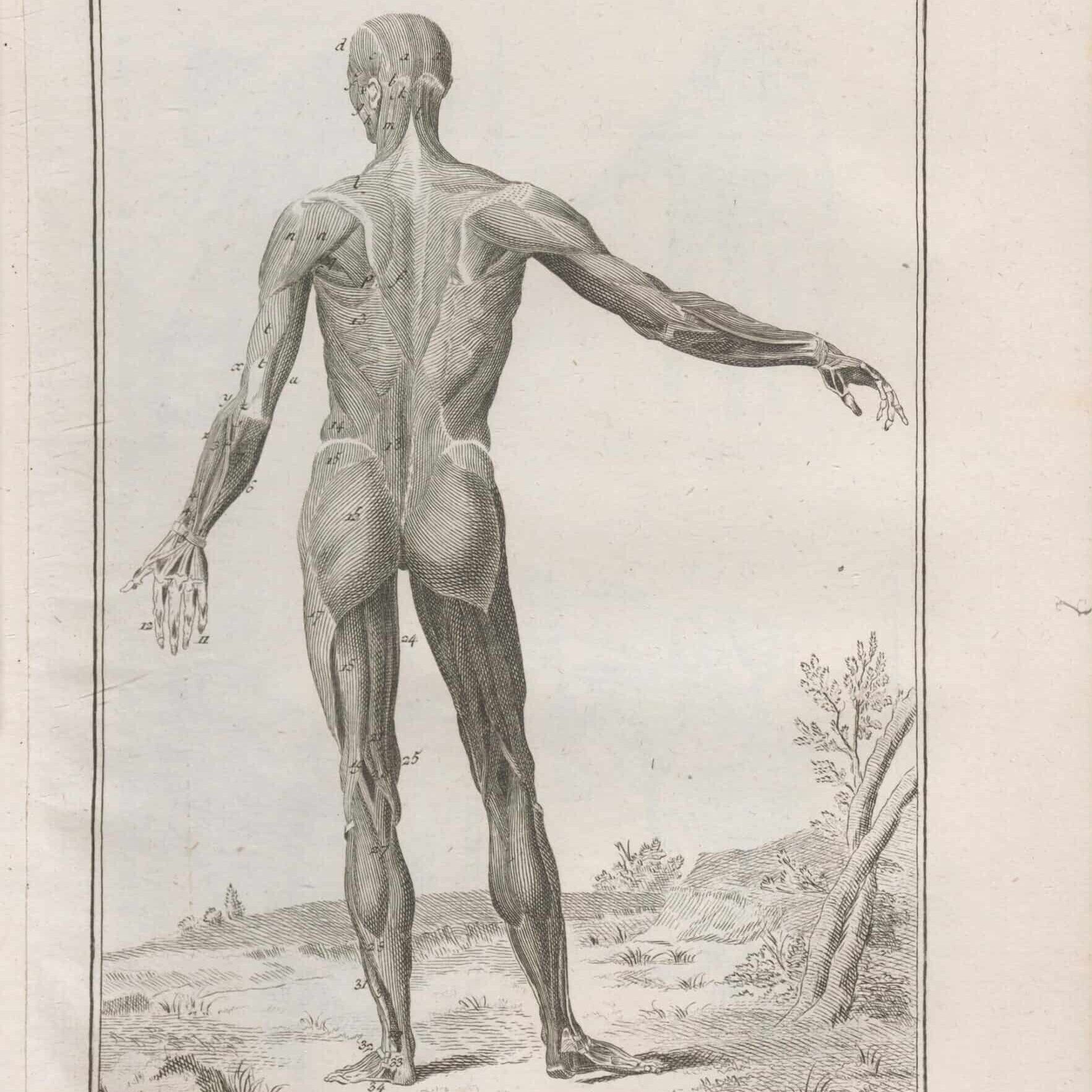 Encyclopédie - Planche « Anatomie, Écorché vu de dos » (1762)