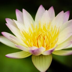 Fleur de lotus jaune, blanche et rose