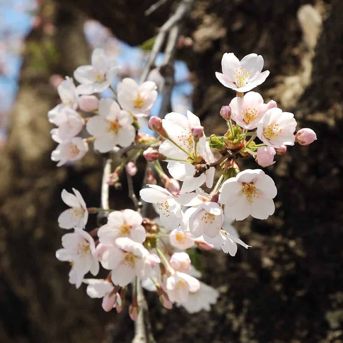 Fleurs de cerisier (Prunus serrulata) - photo de Kropsoq, printemps 2005