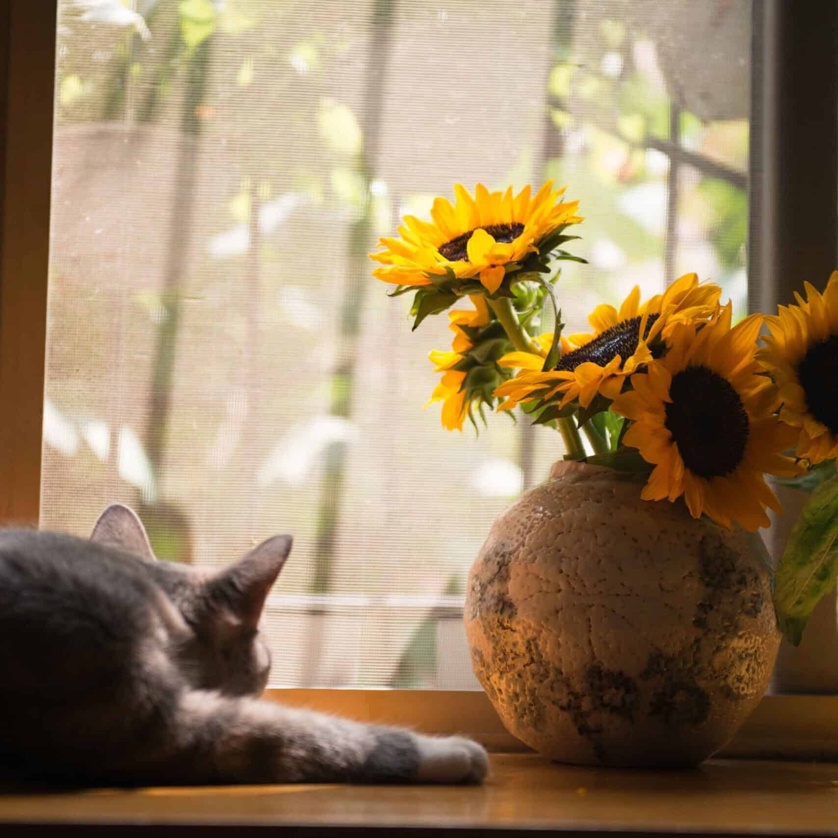 Fleurs et chat près d'une fenêtre