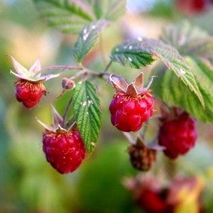Framboises sauvages, photo de Mako, licence CC-BY 2.0