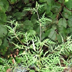 G.-U.-Tolkiehn - Neophytic-Ambrosia-in-Hamburg Germany-Ambrosia-artemisiifolia-2