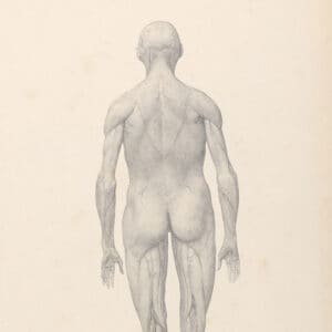 George Stubbs, Figure humaine - vue postérieure, partiellement disséquée (1795-1806)