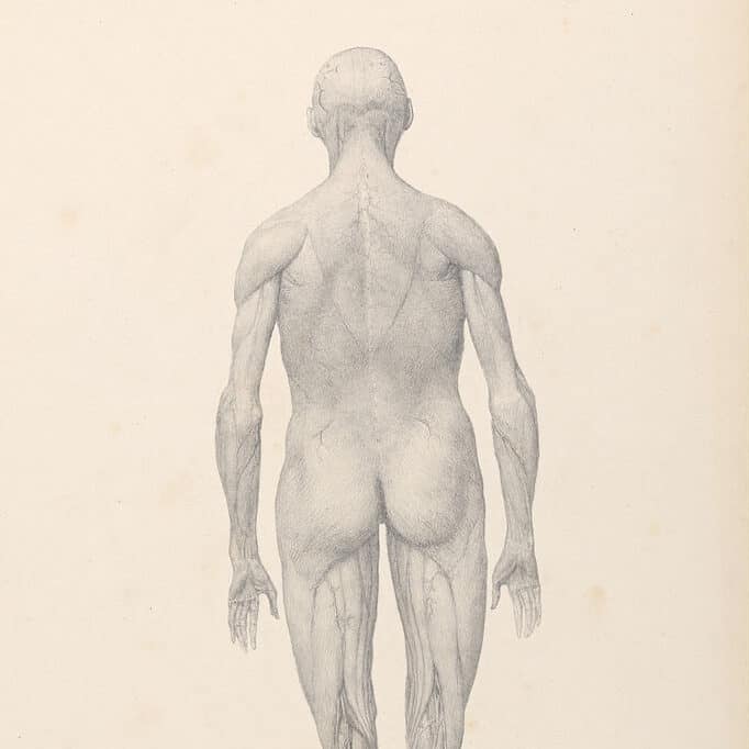George Stubbs, Figure humaine - vue postérieure, partiellement disséquée (1795-1806)