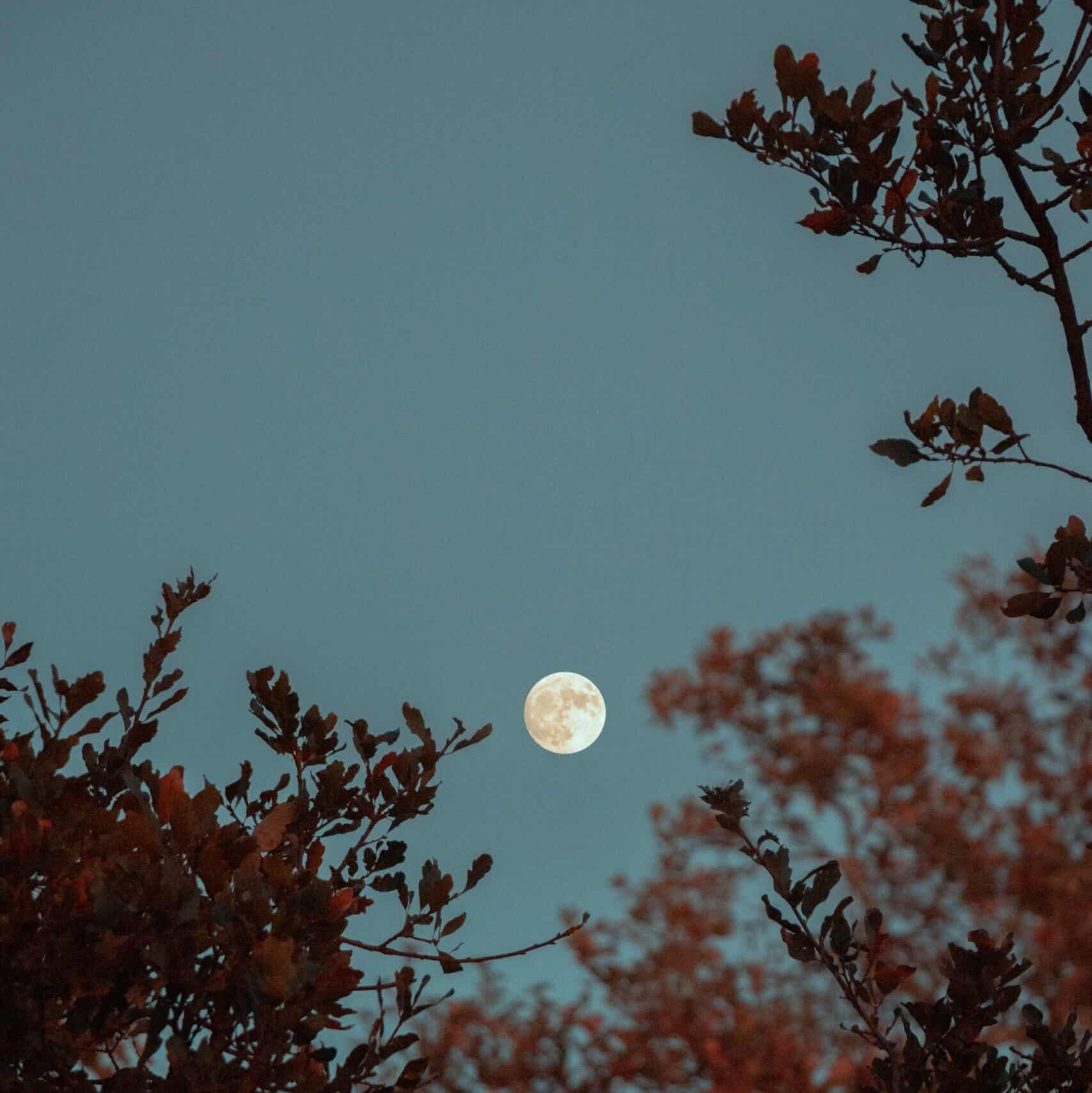 Griffin Wooldridge - Pleine Lune Sur L'arbre