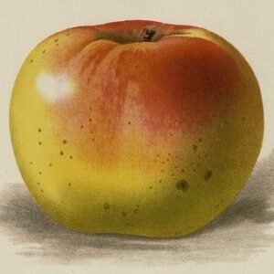 G. Severeyns, “Pomme Belle de Longué,” La Revue horticole (1889)