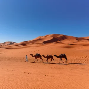 Homme berbère menant une caravane avec chameaux dans le désert du Sahara
