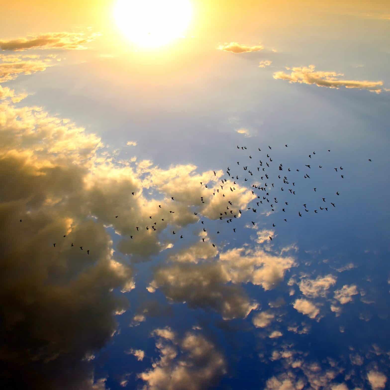 Instawalli - Oiseaux Volant Dans Le Ciel Pendant La Journée