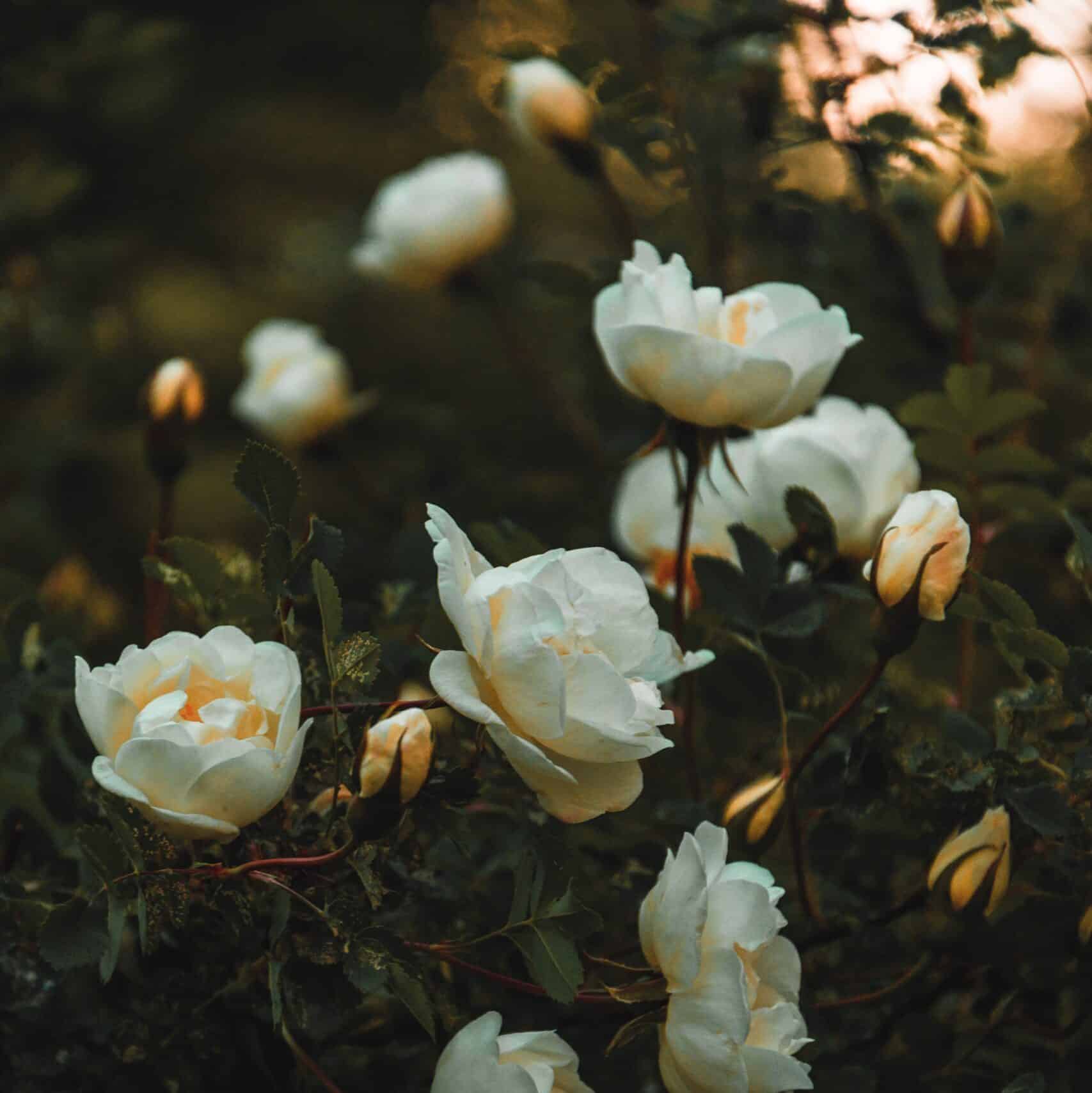 Irina Iriser - Roses blanches