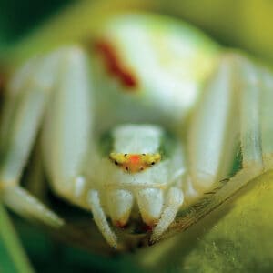 L'Araignée-crabe