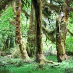La forêt tropicale nationale de Hoh, une forêt pluviale tempérée, dans les montagnes olympiques, Washington