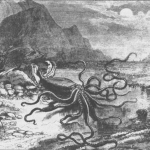 Le calamar géant échoué à Trinity Bay en 1877