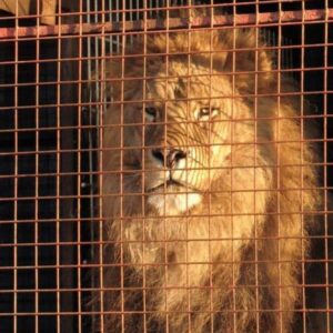 Lion en cage