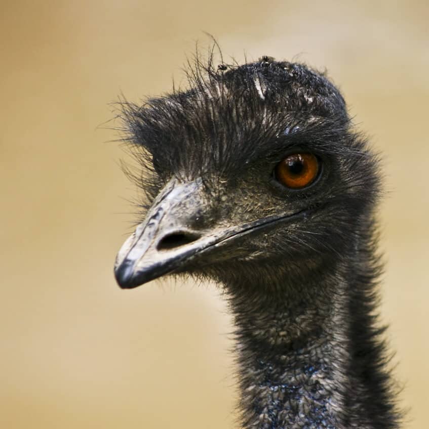 Louise Docker - Photo d'une emeu (2008)