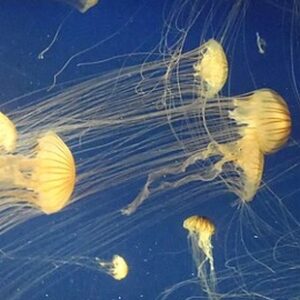 Méduses dans l'aquarium d'Atlanta (Wikipedia)