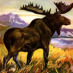 Moose (orignal, élan)