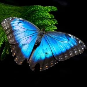 Morpho papillon