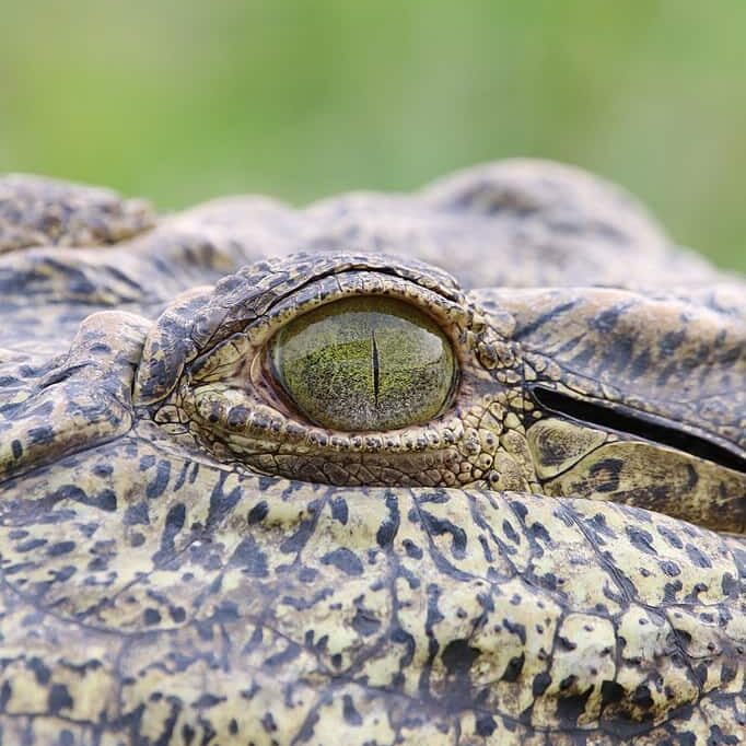Oeil de crocodile