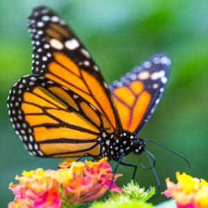 Le papillon Monarque (Danaus plexippus) dans un jardin de fleurs