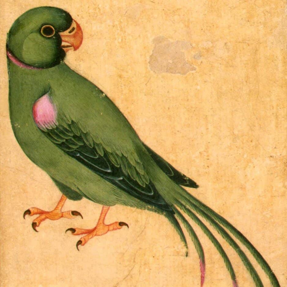 Parrot (18e siècle)