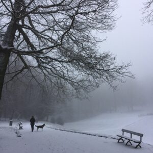 Paysage d'un jour d'hiver enneigé au bois de la Cambre à Bruxelles