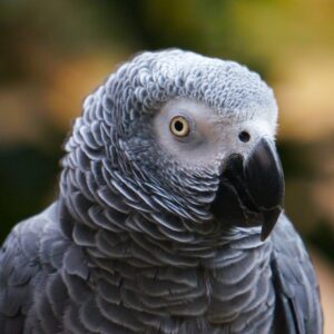 Perroquet gris du Gabon ou jaco (Psittacus erithacus)