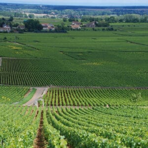 Photographie de Jonathan Caves - Les vignobles de Chevalier-Montrachet, Montrachet et Bâtard-Montrachet à Puligny-Montrachet, Bourgogne, France (2007)