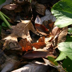 Pousses d'hellébore couvertes (début d'hiver)