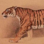 Raden Saleh, Étude d'un tigre (c.1811-1880)