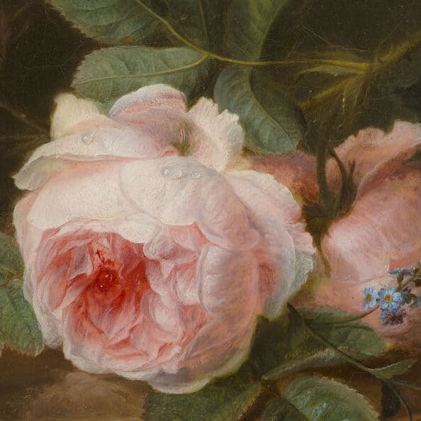 Cornelis van Spaendonck - Rose centifolia (1800)