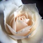 Rose blanche-orangée qui s'ouvre