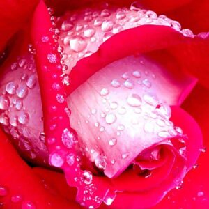Rose perlée de rosée