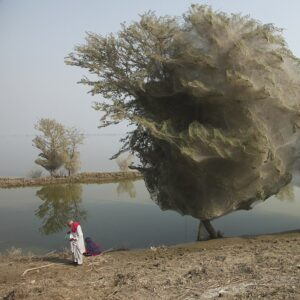 Russell Watkins - Des arbres enveloppés de toiles d'araignées, un effet secondaire inattendu des inondations dans le Sindh, au Pakistan (2010)