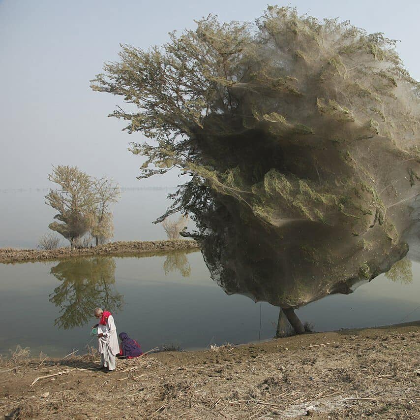 Russell Watkins - Des arbres enveloppés de toiles d'araignées, un effet secondaire inattendu des inondations dans le Sindh, au Pakistan (2010)